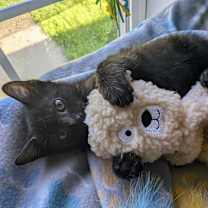 Thumbnail photo of Onyx #2