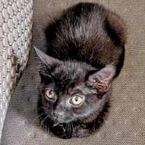 Thumbnail photo of Onyx #3