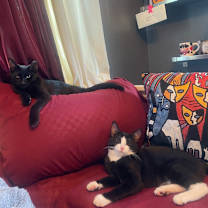 Thumbnail photo of Surf #4