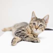 Thumbnail photo of Declan #1