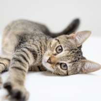 Thumbnail photo of Declan #4