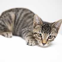 Thumbnail photo of Noodle #2