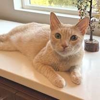 Thumbnail photo of Cooper #1