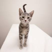 Thumbnail photo of Twirl #1