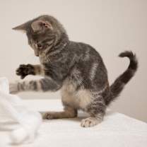 Thumbnail photo of Twirl #3