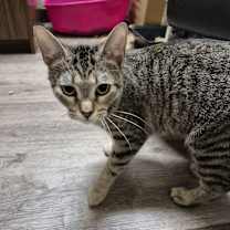 Thumbnail photo of Angel Eyes! Mr. Stripes #2