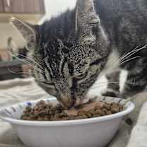 Thumbnail photo of Angel Eyes! Mr. Stripes #3