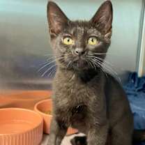 Thumbnail photo of Beatrix Potter #2