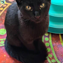 Thumbnail photo of Zuri bonded with Zachary Zween #3