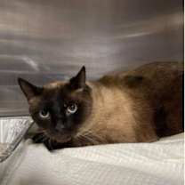 Thumbnail photo of Samurai #2