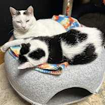 Thumbnail photo of Headlight #2