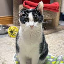 Thumbnail photo of Skunkie #3