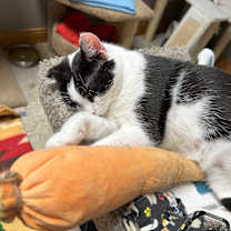 Thumbnail photo of Skunkie #4