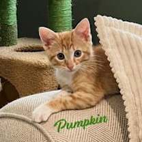 Thumbnail photo of Pumpkin #brother-of-Penelope #1