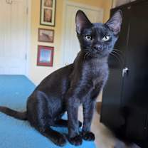 Thumbnail photo of Nugget #3