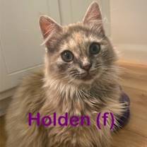 Thumbnail photo of HOLDEN Kitty (f) #3