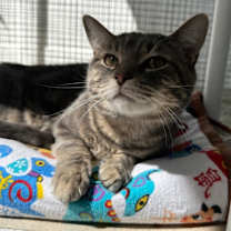 Thumbnail photo of Mr Chubbs #4