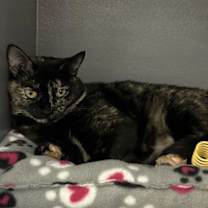 Thumbnail photo of Calypso #4