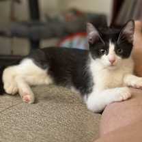 adopt-pet