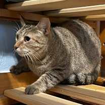 Thumbnail photo of Mizuki #1