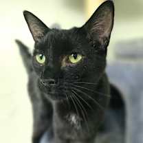 Thumbnail photo of Sammy #1