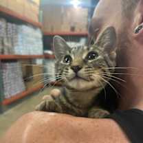 adopt a pet