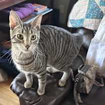 Thumbnail photo of Kaiju #4