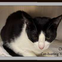 Thumbnail photo of Charlotte & Templeton - Purrs #3