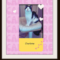 Thumbnail photo of Charlotte & Templeton - Purrs #4