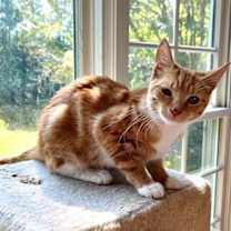 Thumbnail photo of Sunny #1