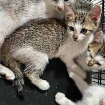 Thumbnail photo of Pixie #1