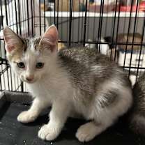 Thumbnail photo of Nessie #3