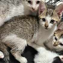 Thumbnail photo of Pixie #2