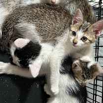 Thumbnail photo of Pixie #4