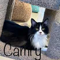 Thumbnail photo of Camry #1