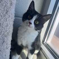 Thumbnail photo of Camry #2