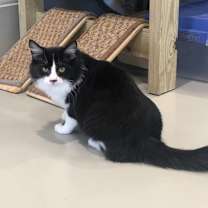 Thumbnail photo of Camry #4