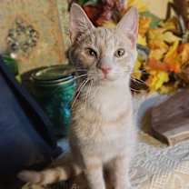 Thumbnail photo of KITTEN PRINCE DANDELION #1