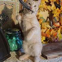 Thumbnail photo of KITTEN PRINCE DANDELION #2