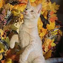 Thumbnail photo of KITTEN PRINCE DANDELION #4