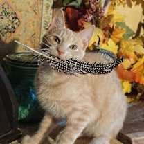 Thumbnail photo of KITTEN PRINCE DANDELION #3