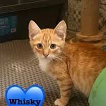 Thumbnail photo of WHISKEY #1