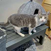 Thumbnail photo of Boonie #4