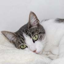 Thumbnail photo of Aria #3