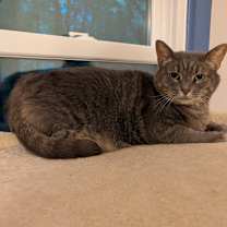 Thumbnail photo of Piper #1