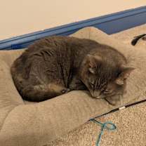 Thumbnail photo of Piper #2