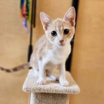 Thumbnail photo of Rose #4