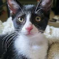 Thumbnail photo of Sara Tee (AKA Sarah) #4