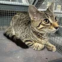 Thumbnail photo of Pippin #1