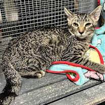 Thumbnail photo of Gandalf #1